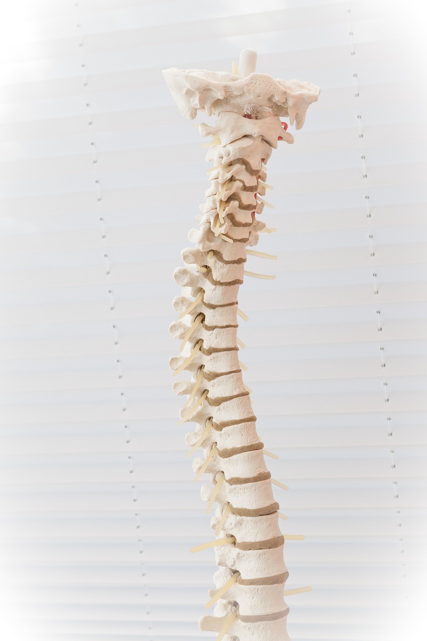 spine, disc, the back